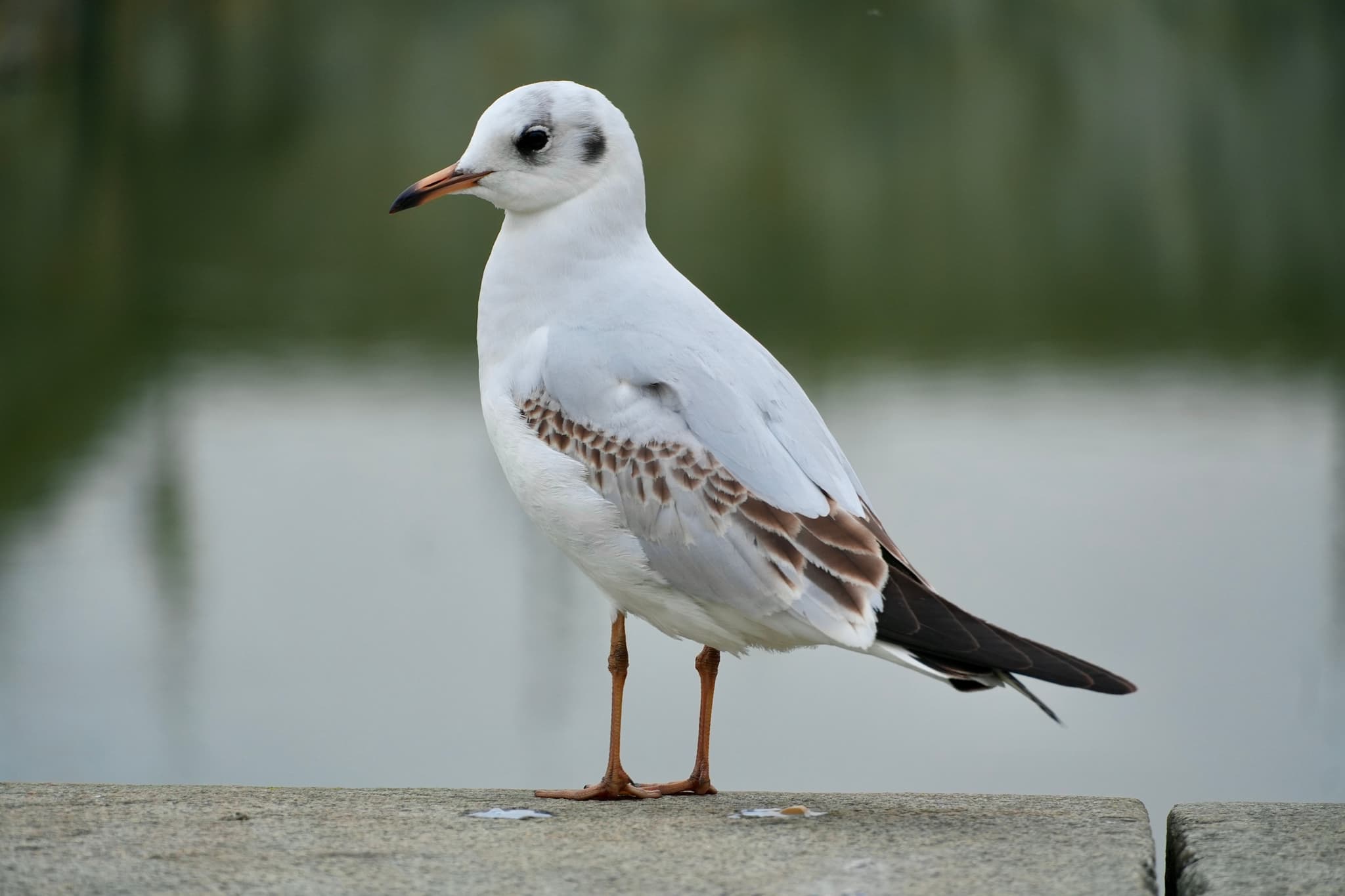 A lone seagull stands on a concrete ledge by a calm water's edge, bathed in soft, even lighting, creating a serene coastal atmosphere