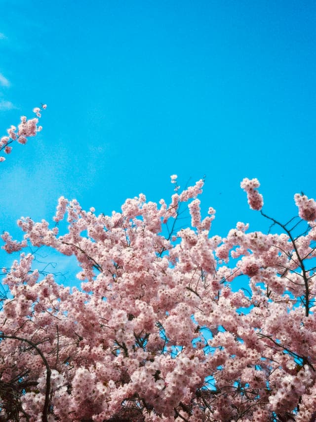 Cherry blossoms bloom under a vivid blue sky, casting a serene and picturesque scene