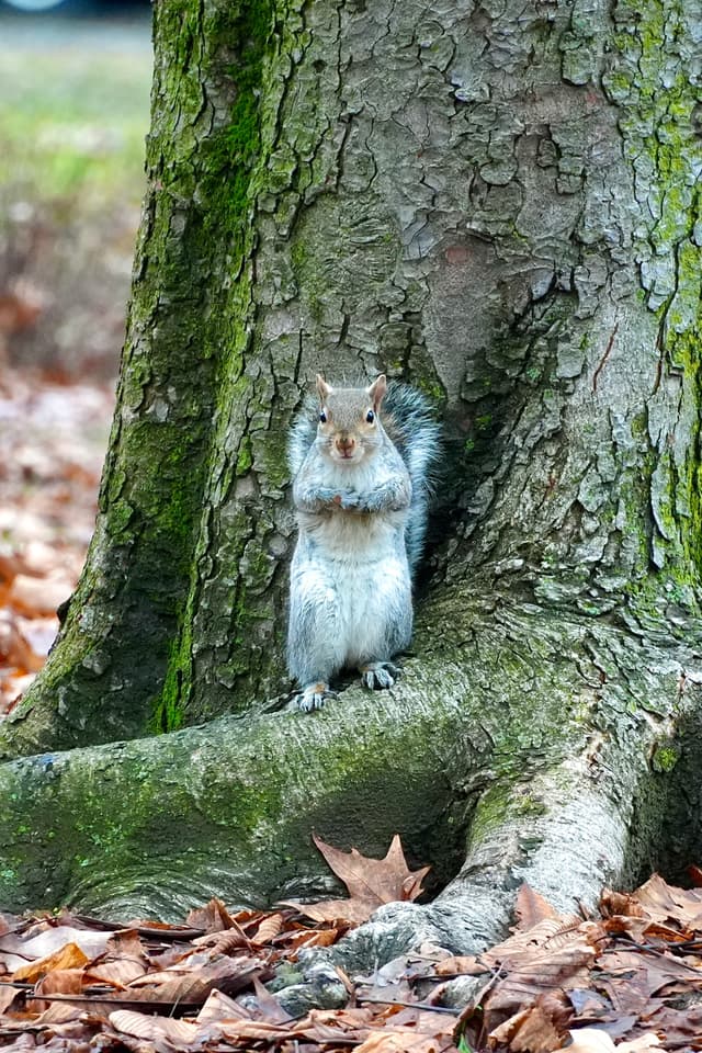A small squirrel perches on a moss-covered tree trunk, surrounded by fallen leaves, bathed in soft morning light