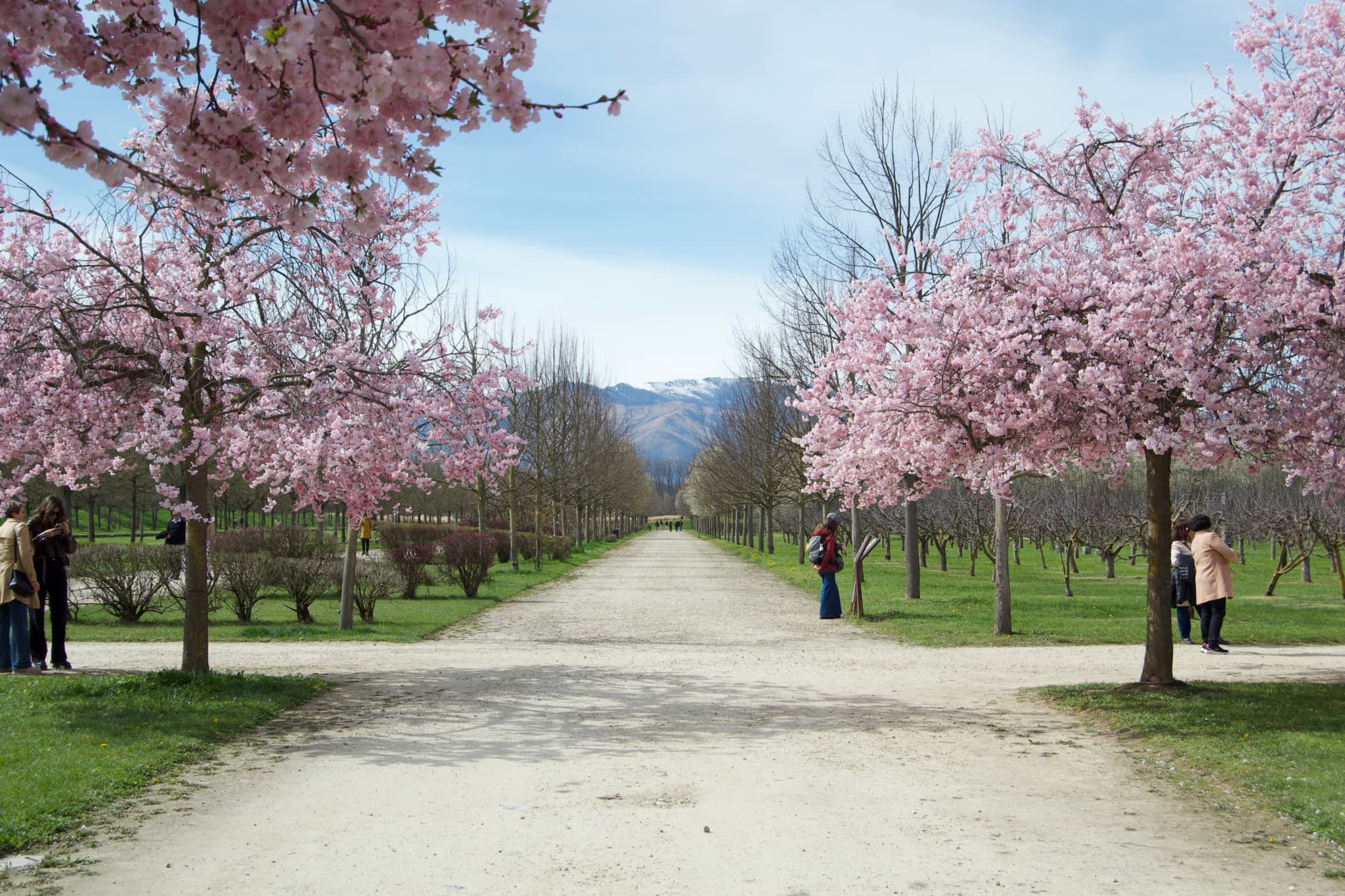 A serene orchard pathway lined with blooming cherry blossoms under a partly cloudy sky, evoking springtime peace